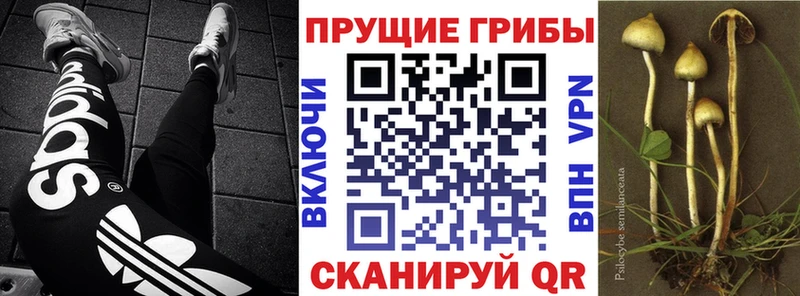 Псилоцибиновые грибы мухоморы  Купить  Белгород 